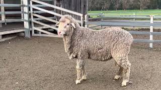 Lot 38 Borambil Merinos