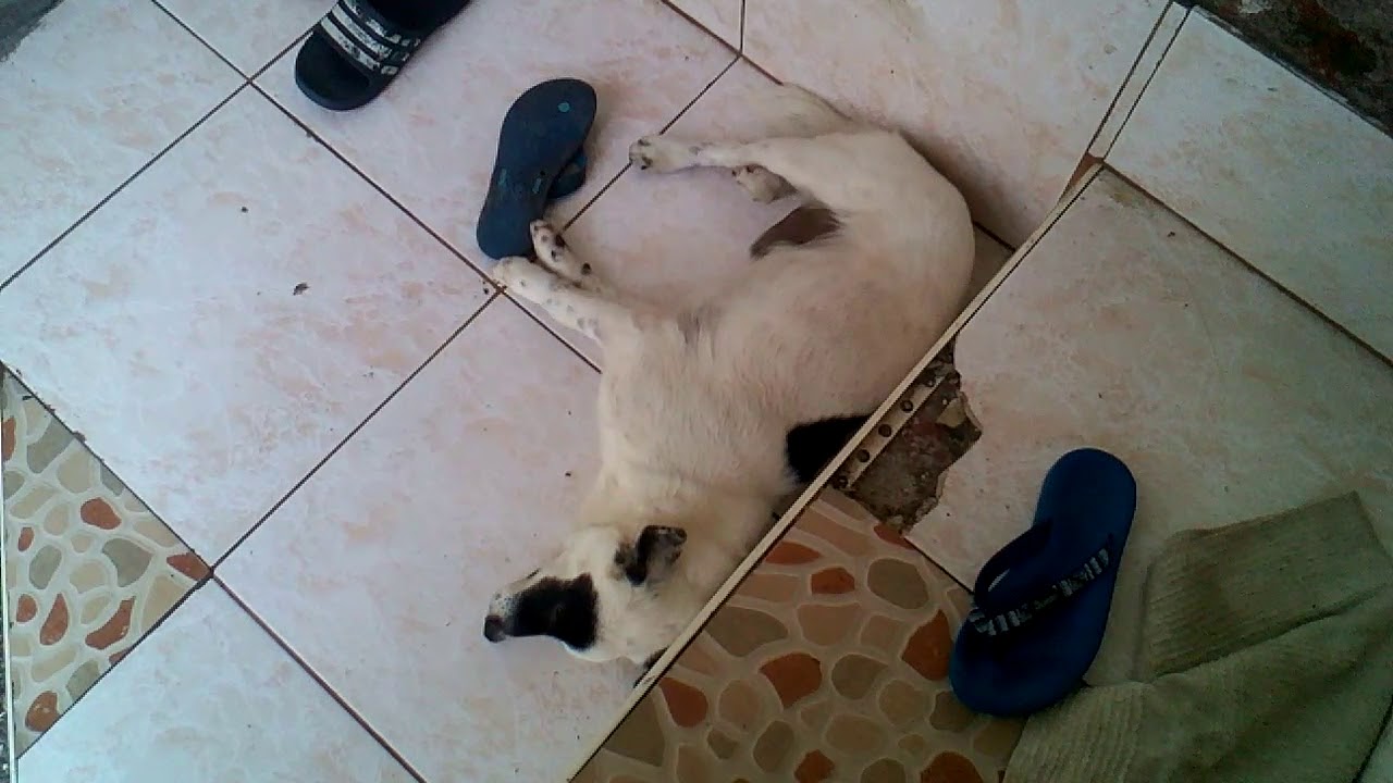 Bad Dog In The World YouTube