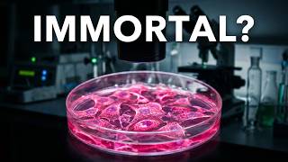 Cell Culture 101: Understanding Cell Lines, Contamination Prevention, and Culture Monitoring Cell Culture 101: Understanding Cell Lines, Contamination Prevention, and Culture Monitoring