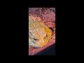 Thermoregulation - African Bullfrog - Pyxicephalus Adspersus also known as Pixie frog