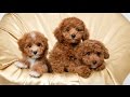 Top 10 Teacup Dogs(Cute Dogs) - Small Dogs