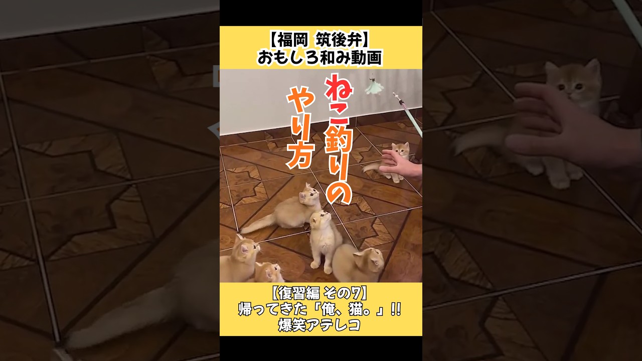 【復習編 その7】帰ってきた「俺、猫。」‼ 爆笑アテレコ #おもしろ動画 #猫#犬#動物