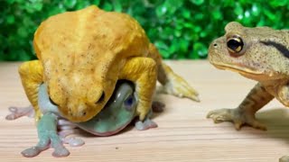 Do you know Pooh?🐸 Yellow miyako toad！