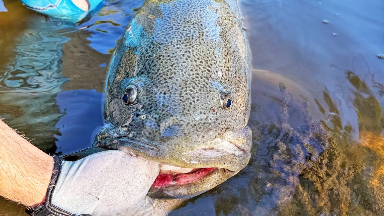 Охота на самую крупную пресноводную рыбу Австралии | 2-дневное приключение по отдаленной реке
