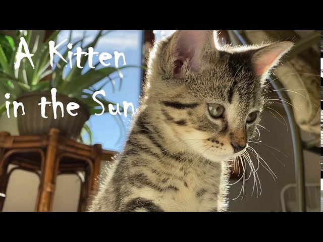 【中古】 Kitten　in　the　Sun A Kitten in the Sun 🌞🌈😺 - YouTube