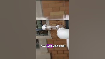 Creative Cat Tunnel Between Apartments 😱 #animal #cat