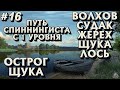 Волхов Судак + Жерех + Щука | Острог Щука | Путь СПИННИНГИСТА с 1 уровня | Русская Рыбалка 4 #16