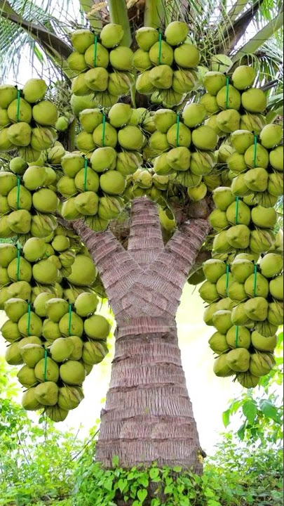 Great way to grow coconut #fruit #grafting #gardening #planting #reels #garden #shorts #coconut