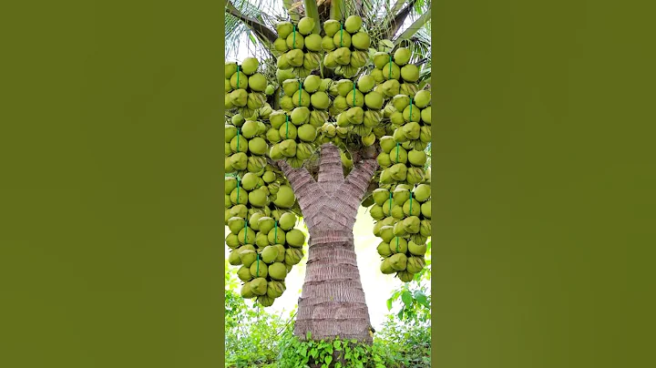 Great way to grow coconut #fruit #grafting #gardening #planting #reels #garden #shorts #coconut