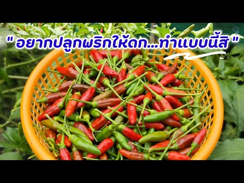 วีดีโอ: ข้อมูลพริกไทยภูเขา - เรียนรู้เกี่ยวกับการปลูกพริกขี้หนูดริมีส์