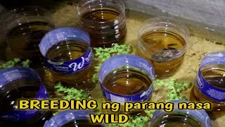 'JollibeeBUDGET meal color variation'BREEDING ng madaming betta sa POND parang sa WILD