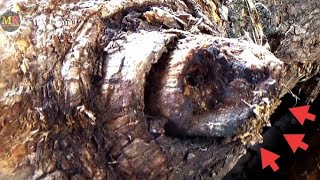 Kayu Jati Misterius,Didalamnya Sampai Tumbuh Tanaman Mahal Senilai Puluhan Juta Akibat Banjir Bndang