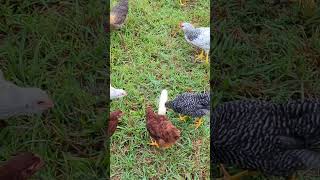 Chickens Discover Corn on the Cob