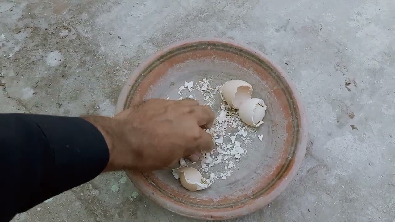 کچے انڈے دینے والے تیتر اور ان کا حل۔۔۔