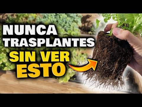 Video: ¿Cuándo plantar plantas de interior en macetas?