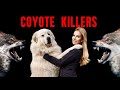 Guardian Dogs: A Humane Solution for Coyote Prevention - Top Breeds for Family-Friendly Deterrence