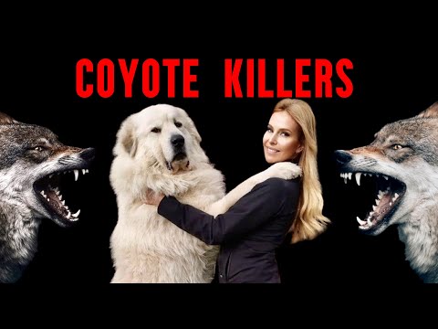 Video: Should You Kill Coyotes: Metode eficiente de control al coioților în grădini