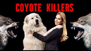 COYOTE KILLERS  TOP 5 DOGS who can STOP Coyotes  Caucasian Shepherd, Kangal, Great Pyrenees