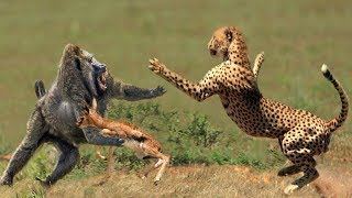 A baboon save impala from chetah