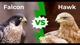 FALCON VS HAWK