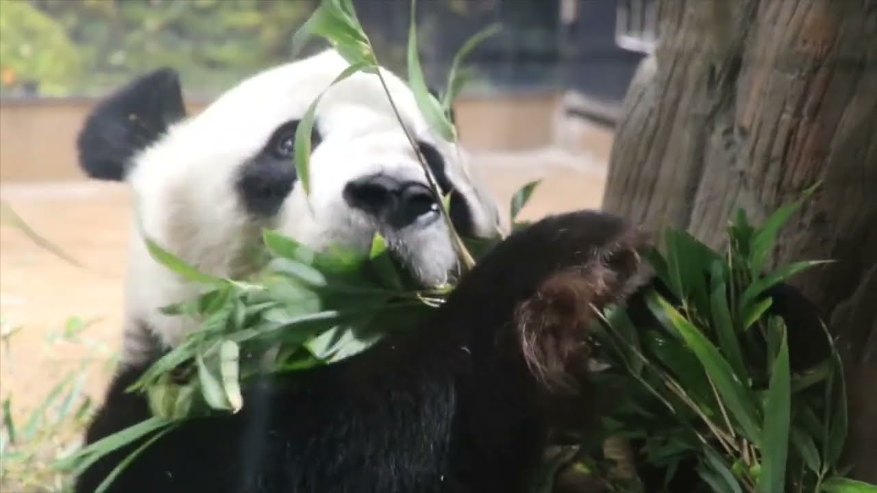 ジャイアントパンダのようす　2022年8月15日、16日撮影