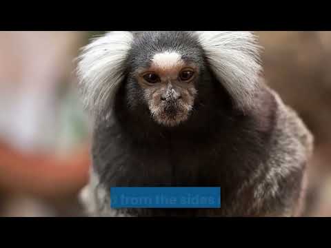 Video: Marmoset ordinary: description, habitat, interesting facts, photos