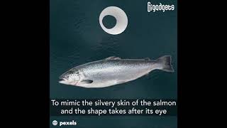 Salmon Eye Exhibition Center In Norway