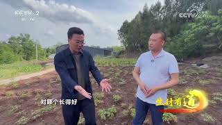 《生财有道》 20240508 芍药花开酬勤来| 财经风云