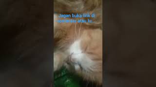 jagan buka link di komentar