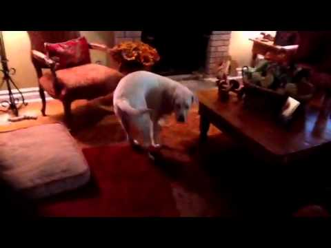 Video: Displāzija Lielo šķirņu Suņiem - Elkoņu Displāzija Augošiem Suņiem