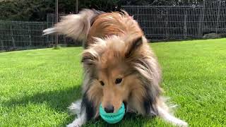 Sheltie LIFE puppy to adult by Collie Rough, Dutch goat and rabbit 7,050 views 1 year ago 3 minutes, 37 seconds
