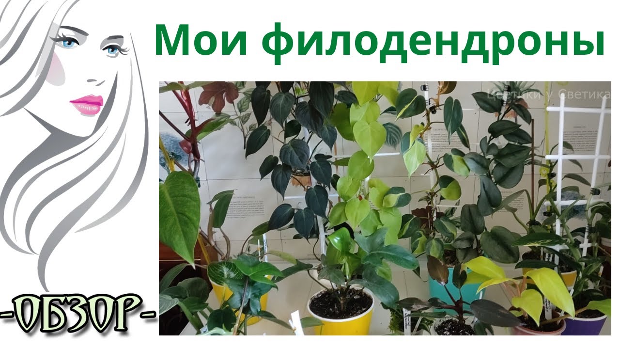 Ароидные Комнатные Растения Фото