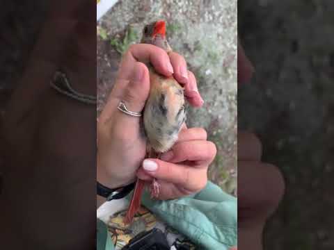 فيديو: الكاردينال الأحمر طائر صغير ذو ريش مشرق وصوت رائع