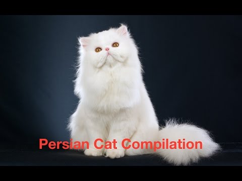 persian-cat-compilation