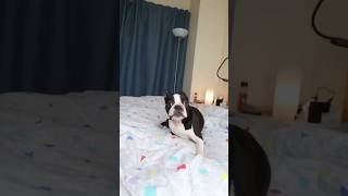 Funny dogs 🤣🤣 episode 56 #shorts