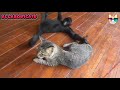 It's TIME for SUPER Hilarious CATS! 😻 Best Funny Cat Videos