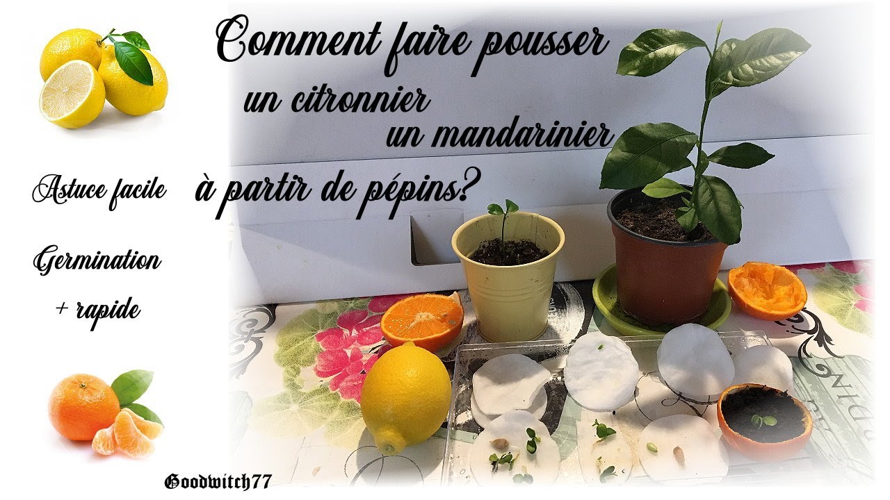 CITRONNIER : préparer, planter, tailler, entretenir avec jaime