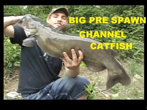 CHANNEL CATFISHING DURING THE SPAWN. from YouTube · Duration: 2 minutes 41 seconds · 672 views · uploaded on 7/31/2014 · uploaded by cavedweller1959 CHANNEL CATFISHING DURING THE SPAWN. from YouTube · Duration: 2 minutes 41 seconds · 672 views · uploaded on 7/31/2014 · uploaded by cavedweller1959