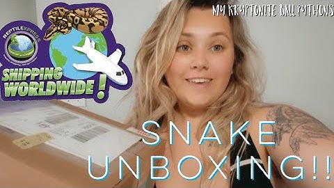 Snake unboxing 😱 My Kryptonite Ball Pythons!
