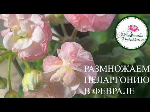 Размножаем пеларгонии в феврале