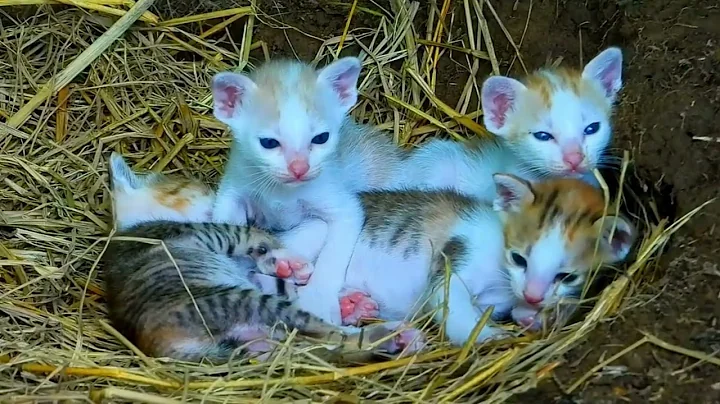 Video 11788501: maine coon kitten growing, stray cat