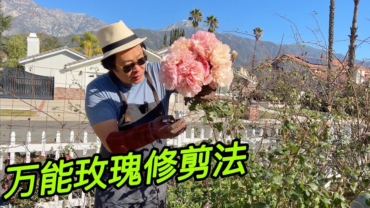 （园艺篇326）玫瑰万能修剪法，应对不同情况都不会出什么大纰漏！都快春天了还在开花的月季修剪！