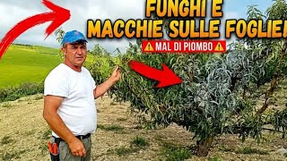 "Foglie d’argento? Attenzione, il tuo Pesco è in pericolo!"(@giorgiopatrutescu1002) 