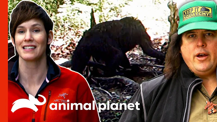 Hidden Camera Captures A Young Sasquatch! | Findin...