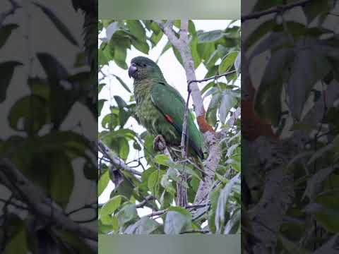 Black-billed Amazon / Amazona agilis sound with happy music #happy #birdsong #parrot