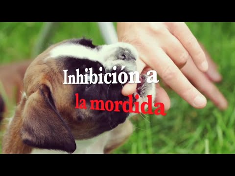 Video: Dos métodos fáciles para enseñar la inhibición de la mordedura a un cachorro