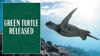 Green Sea Turtle Released back to the Wild