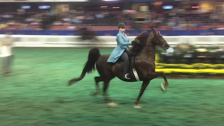 2018 World Championship Five Gaited Show Pleasure ...