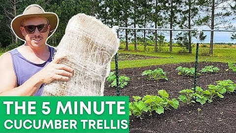 The Cucumber Trellis to Make You Jealous!