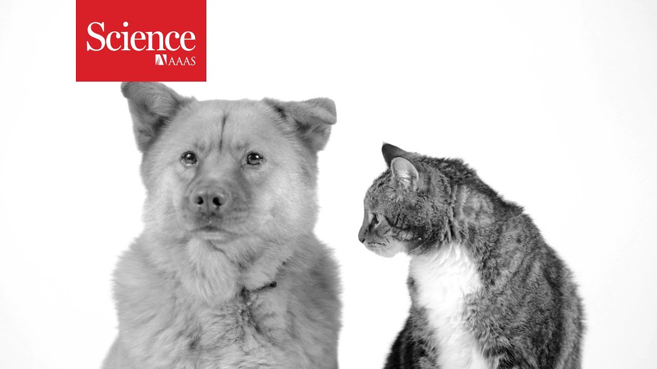 are dogs and cats living longer